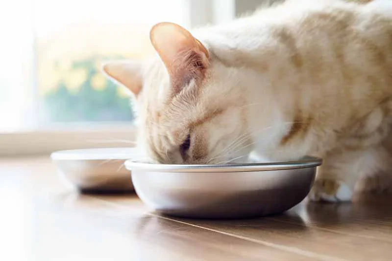 Cat Bowls