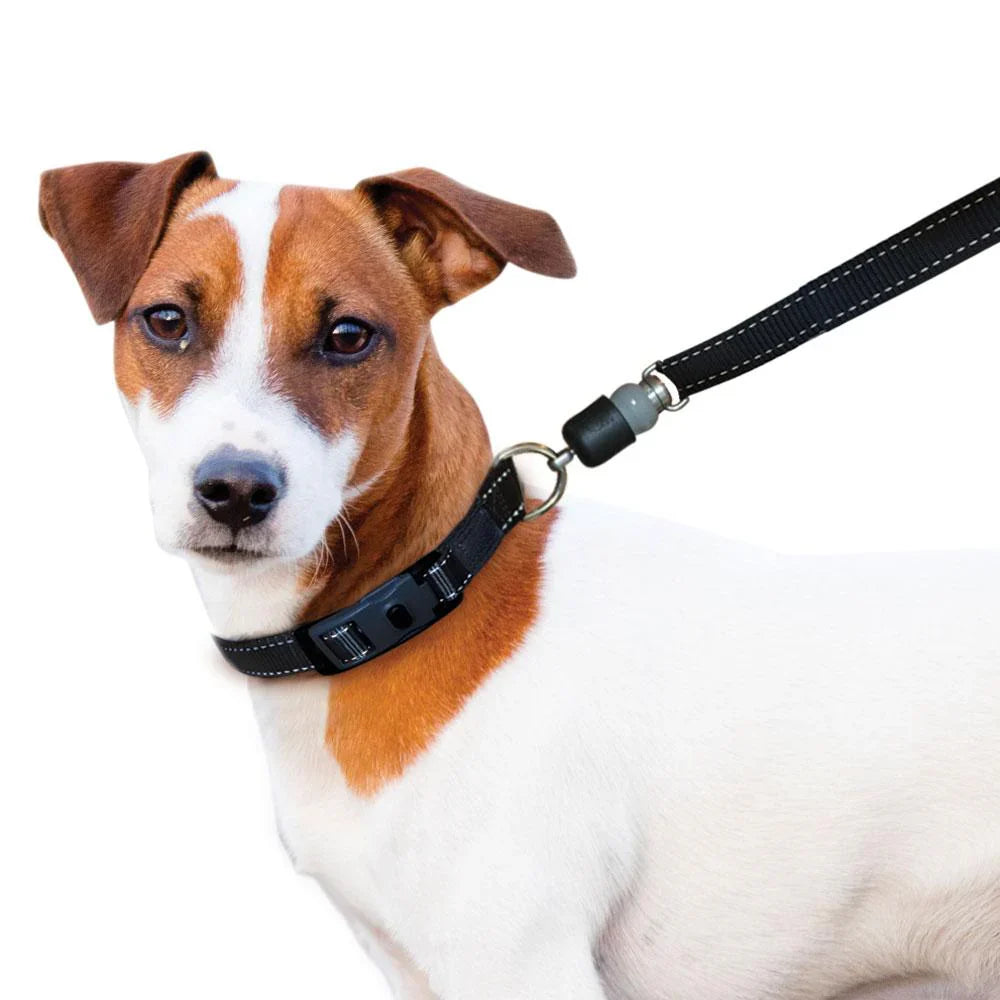 Dog Leashes