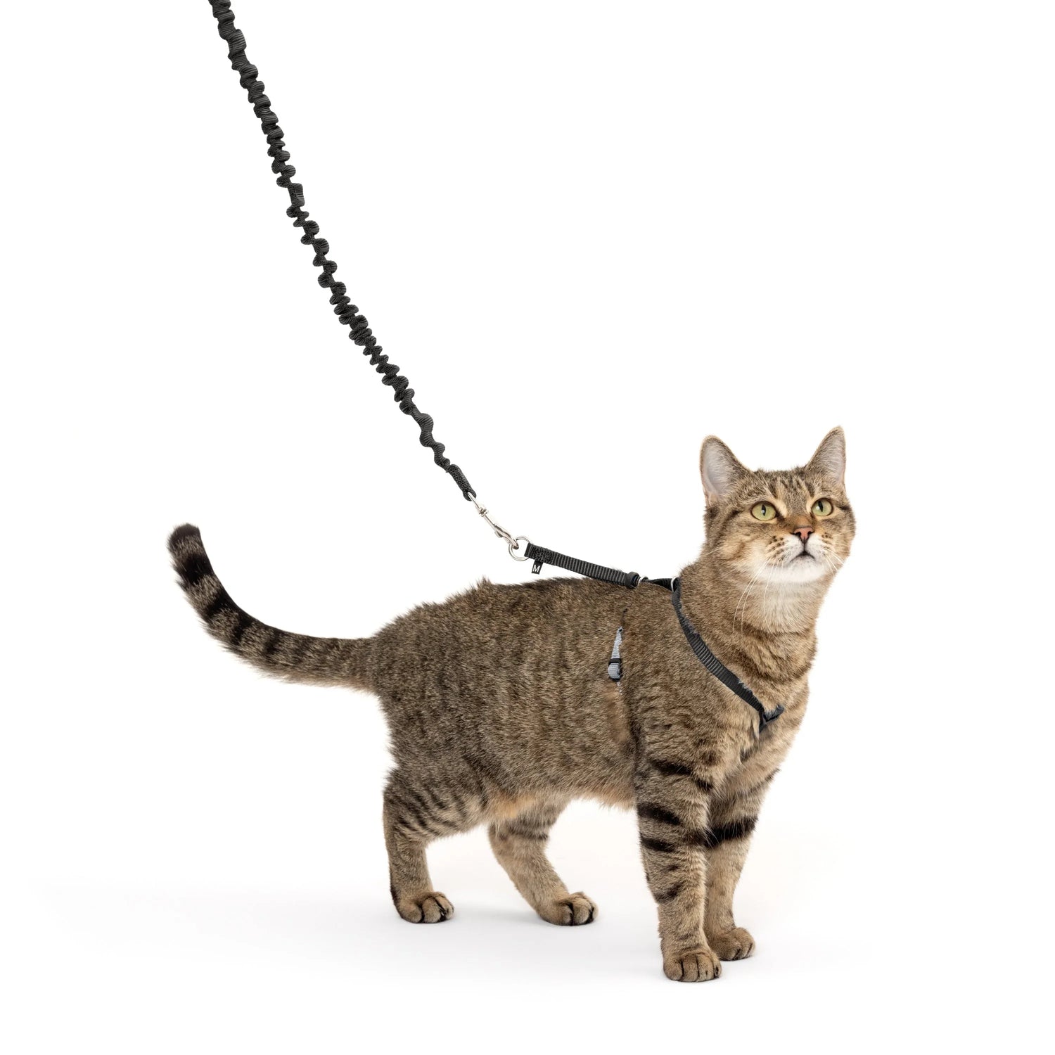 Cat Leashes