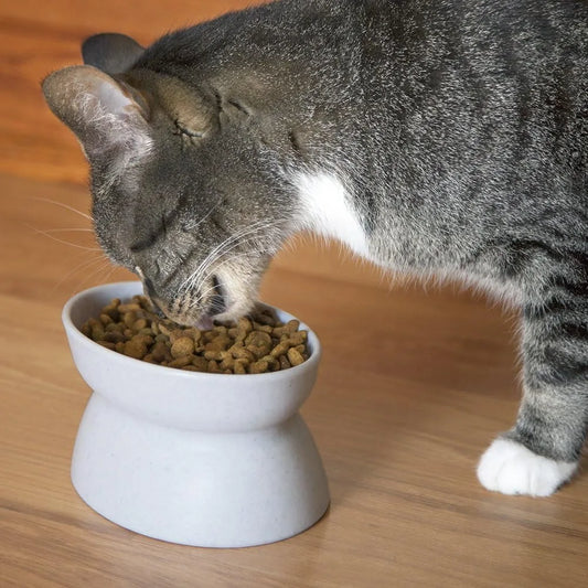 Raised Cat Bowls, Small Bowl 2pk (Modern)